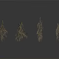 Detailed View of Natural Tree Roots with Intricate Branching Network Structures