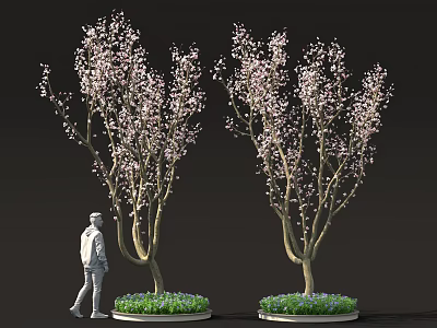 Person Standing Near Two Trees With Blooming Pink Flowers And Green Beds 3d model