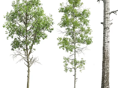 Three Varieties of Deciduous Trees With Lush Green Leaves and Textured Trunks 3d model