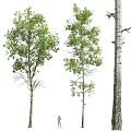 Three Varieties of Deciduous Trees With Lush Green Leaves and Textured Trunks