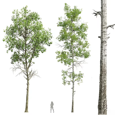 Three Varieties of Deciduous Trees With Lush Green Leaves and Textured Trunks 3d model