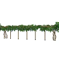 Lush Green Vine Covered Wooden Pergola With Support Posts And Leaves