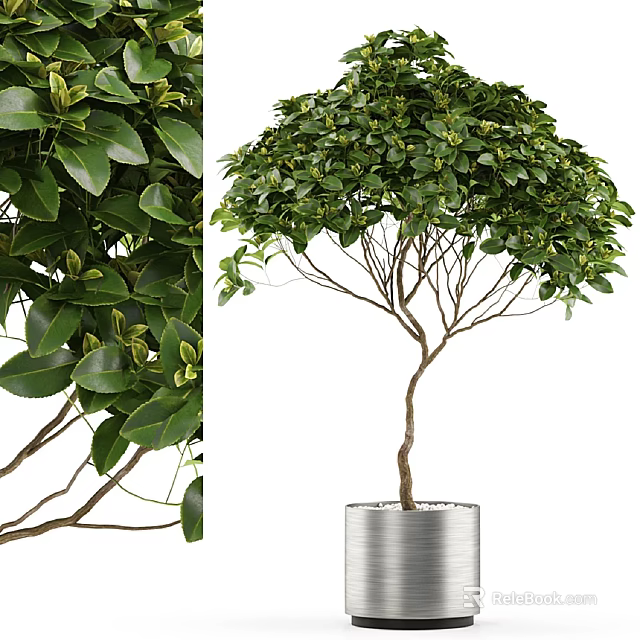 Bonsai Plant With Lush Green Leaves Slender Tree Trunk And Metal Pot For Indoor Decor 3d model 
