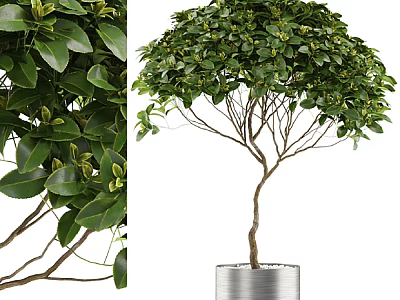 Bonsai Plant With Lush Green Leaves Slender Tree Trunk And Metal Pot For Indoor Decor 3d model