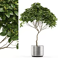 Bonsai Plant With Lush Green Leaves Slender Tree Trunk And Metal Pot For Indoor Decor
