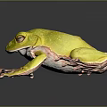 Vibrant Green Frog With Red Eyes Sitting On Reflective Dark Background Surface 3d model