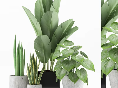Decorative Ornament Combination With Various Green Potted Plants And Different Planters 3d model