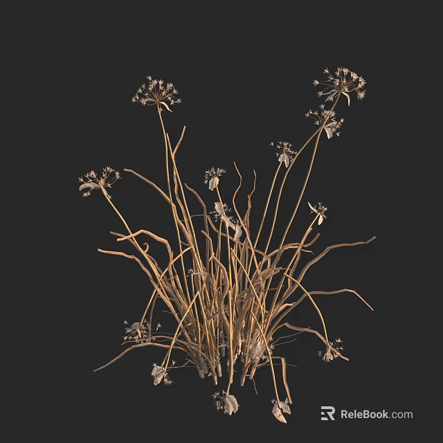 Dried Flowers with Slender Stems and Small White Blooms in Wilted State on Black Background 3d model 