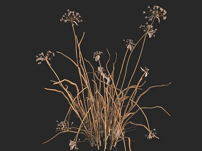 Dried Flowers with Slender Stems and Small White Blooms in Wilted State on Black Background 3d model