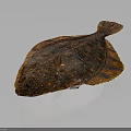 Brown Spotted Flounder with Flat Body Textured Skin and Fins on Dark Background