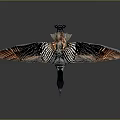 Flying Duck With Spread Wings And Brown Black Striped Feathers On Gray Background