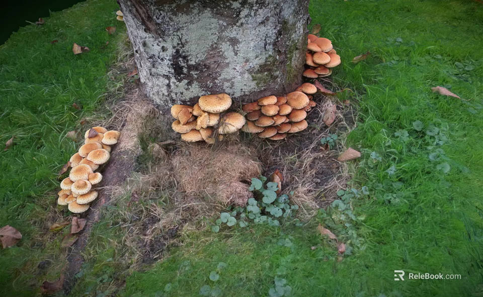 Clusters of Wild Mushrooms Growing Around Tree Roots on Green Grass 3d model 