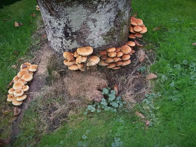 Clusters of Wild Mushrooms Growing Around Tree Roots on Green Grass 3d model