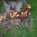 Clusters of Wild Mushrooms Growing Around Tree Roots on Green Grass