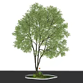 Lush Green Arbor with Brown Trunk and Leaves on Gray Pavement White Border and Grass