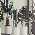 Various Bonsai Potted Plants in White Pots with Metal Bases for Minimalist Interiors