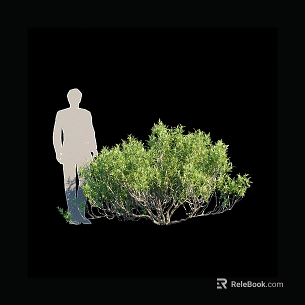 Lush Green Shrub with Dense Foliage Next to Human Figure Silhouette 3d model 