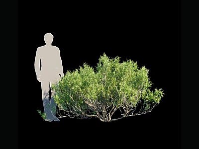 Lush Green Shrub with Dense Foliage Next to Human Figure Silhouette 3d model