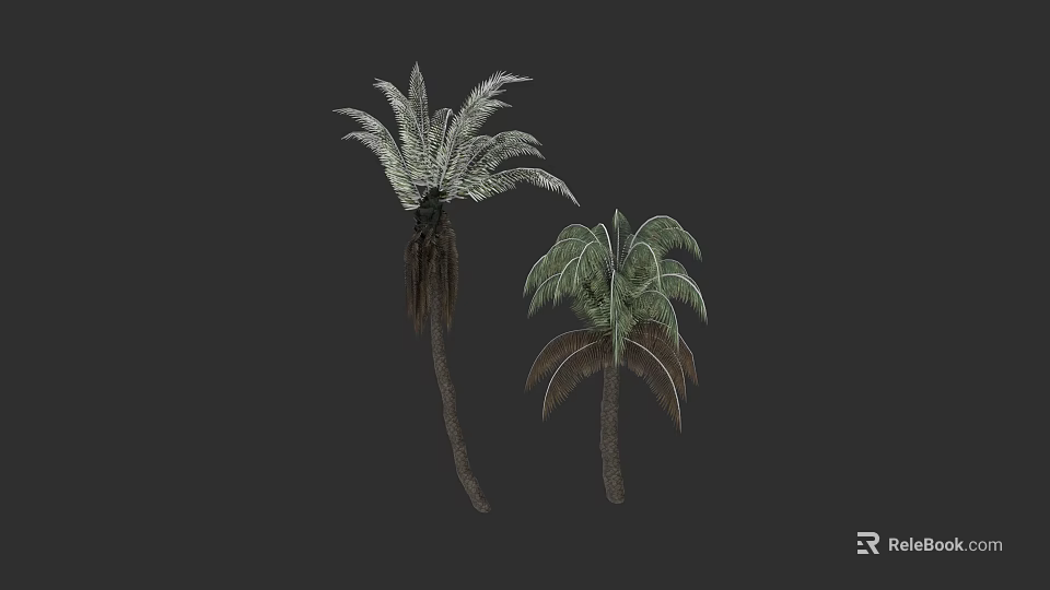 Two Tall Palm Trees With Large Green Fronds And Natural Trunks 3d model 