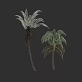 Two Tall Palm Trees With Large Green Fronds And Natural Trunks