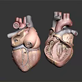 Human Heart Anatomical Models Displaying Internal Chambers And Major Blood Vessels