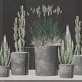Potted Bonsai Cactus Succulents In Gray Concrete Pots Different Sizes Dark Vertical Stripes Background