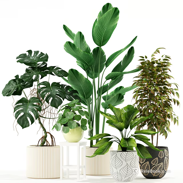 Potted Green Plants With Large Leaves And Various Pots For Indoor Decoration 3d model 