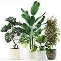 Potted Green Plants With Large Leaves And Various Pots For Indoor Decoration