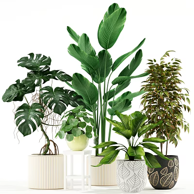 Potted Green Plants With Large Leaves And Various Pots For Indoor Decoration 3d model