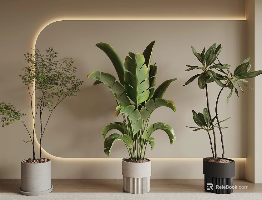 Decorative Bonsai Potted Plants With Various Leaf Shapes And Modern Planters On Illuminated Wall Background 3d model 