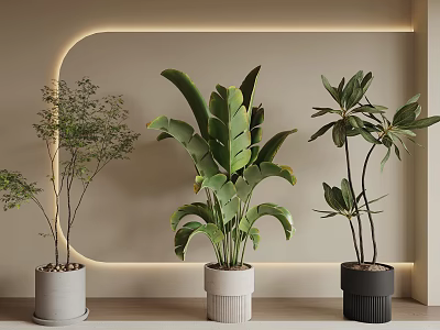Decorative Bonsai Potted Plants With Various Leaf Shapes And Modern Planters On Illuminated Wall Background 3d model