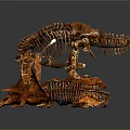 Medical Educational Dinosaur Skeleton Model For Anatomy Teaching And Research
