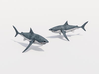 Aquatic animal shark 3d model