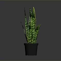 Sansevieria Plant with Green and Yellow Striped Leaves in Black Pot against Gray Background