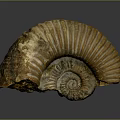 Ancient Ammonite Fossil With Spiral Shell And Detailed Texture From Marine Animal