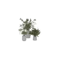 Decorative Potted Plants In White Vases With Green Leafy Branches And Fresh Foliage
