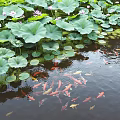 Garden Water Feature With Lotus Leaves Flowers And Swimming Koi Fish