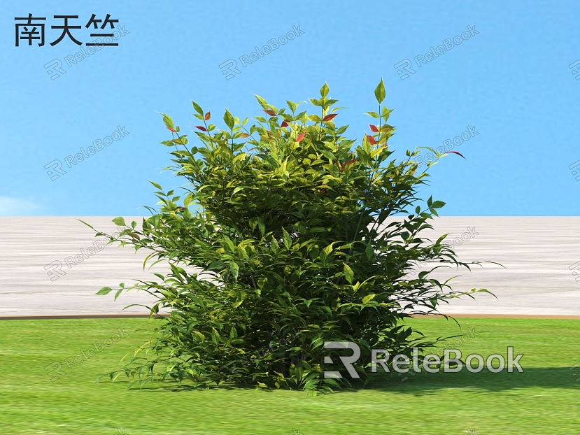 South Tianzhu Shrub Plants model