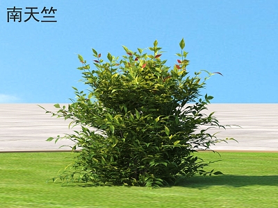 South Tianzhu Shrub Plants 3d model