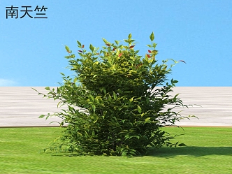 South Tianzhu Shrub Plants 3d model