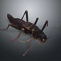 Detailed Black Insect With Long Antennae And Yellow Eyes On Dark Background