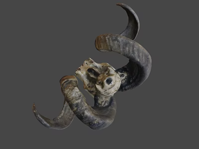 Animal Skull With Curved Horns And Natural Texture On Gray Background 3d model
