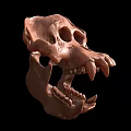 Detailed Brown Animal Skull With Sharp Teeth And Anatomical Features 3d model