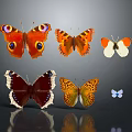 Multiple Colorful Butterflies With Eye Spots And Patterns On Gray Background With Reflections