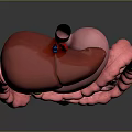Detailed Human Internal Organs 3D Model Showing Liver Stomach And Intestines