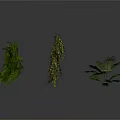 Three Different Green Plants With Hanging And Bushy Foliage On White Background