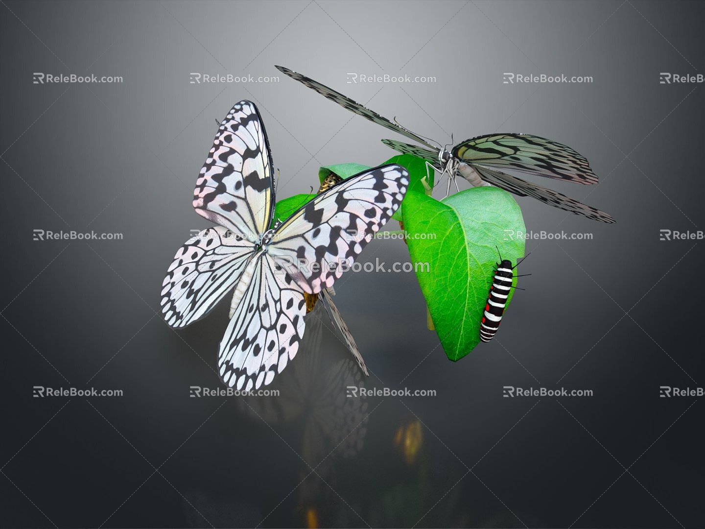 Modern Butterfly Caterpillar Caterpillar Color Butterfly 3d model