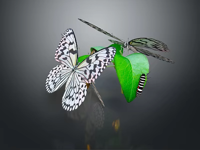 Stunning Black and White Patterned Butterflies on Fresh Green Leaf with Small Caterpillar 3d model