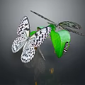 Stunning Black and White Patterned Butterflies on Fresh Green Leaf with Small Caterpillar