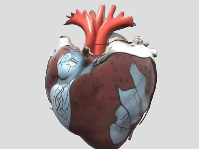 Heart Organ 3d model